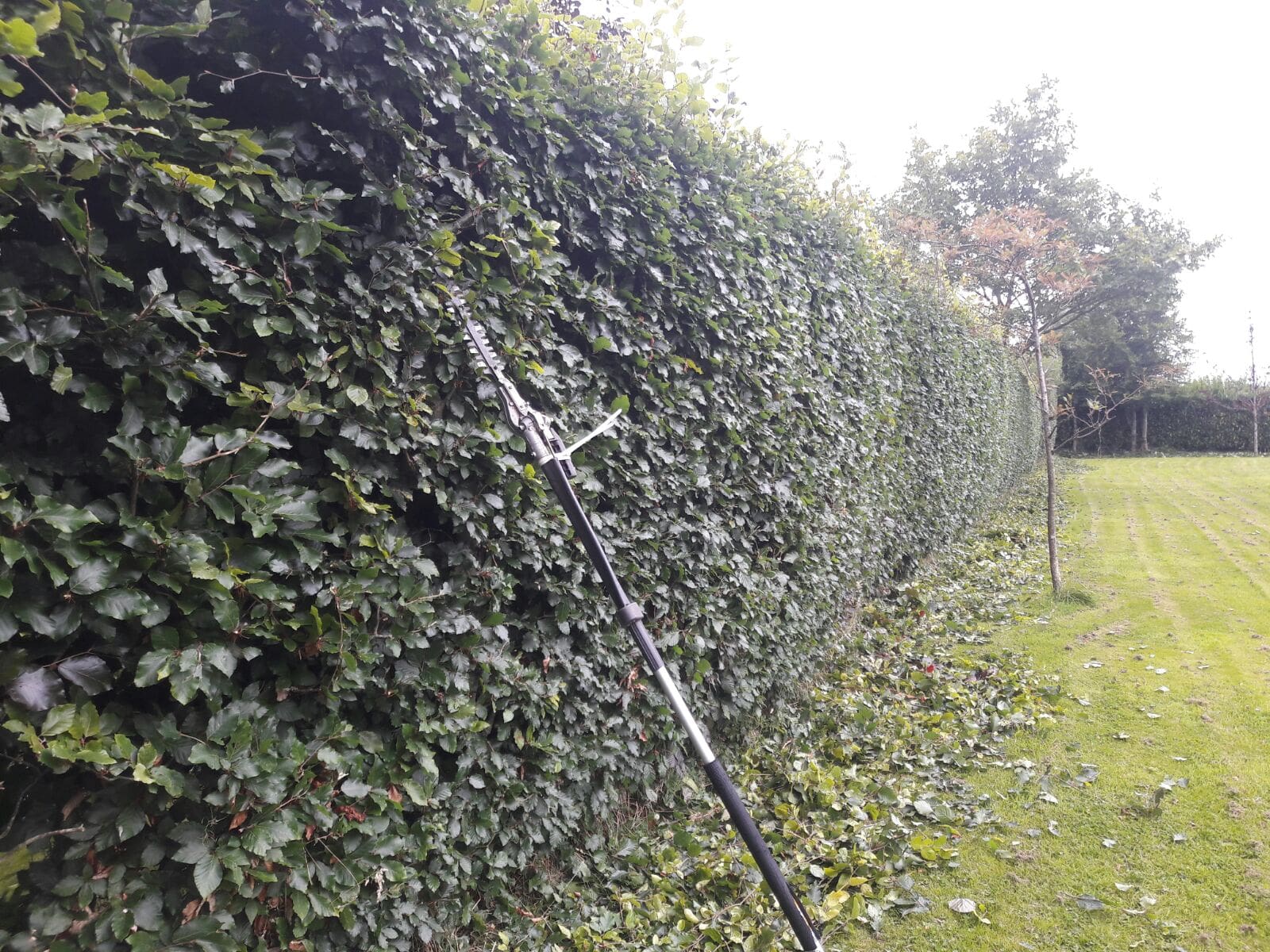 hedge 